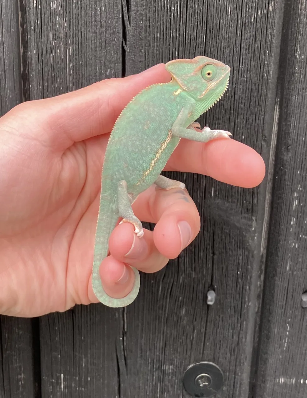 Yemen males - Chameleon