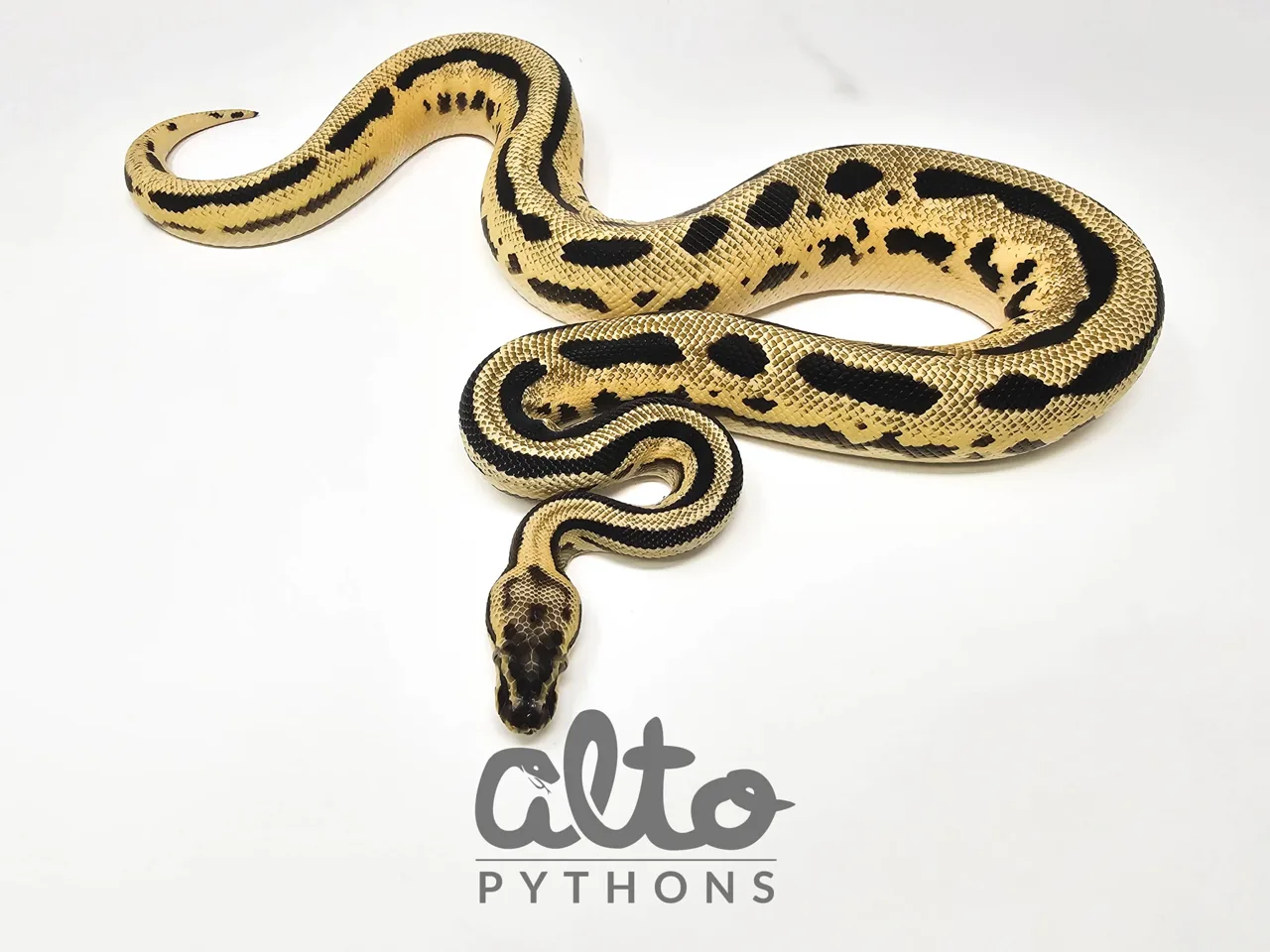 Amplify Leo ODYB het Clown - Royal Python, Photo 2 of 2