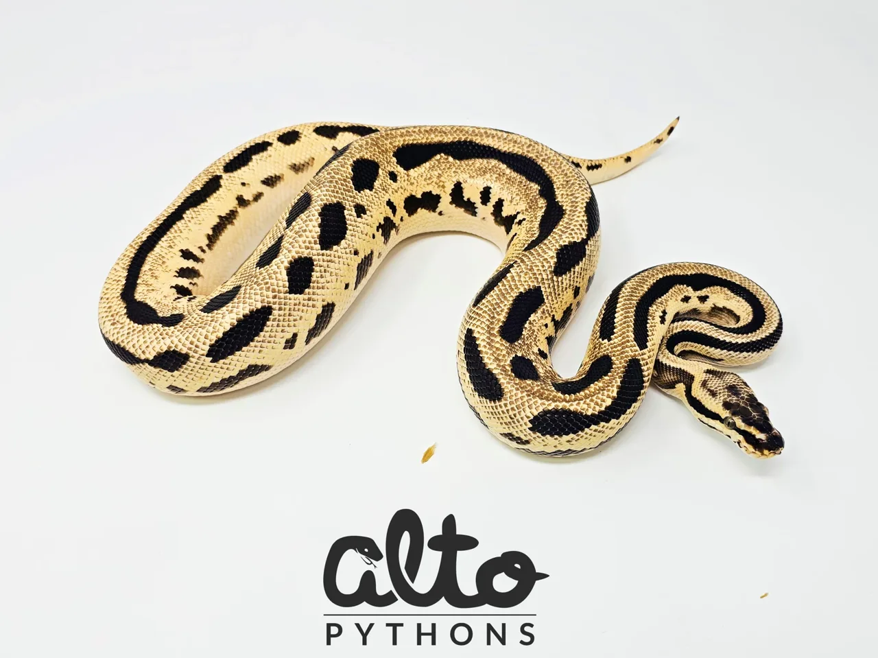 Amplify Leo ODYB het Clown - Royal Python, Photo 1 of 2