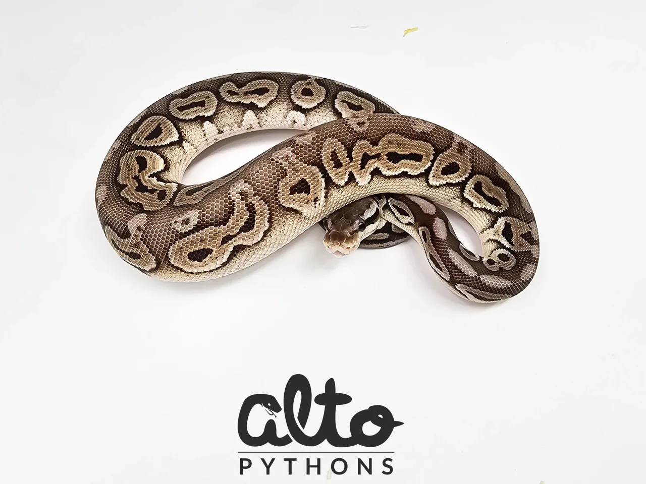 Pastel Cinnamon triple Het Rainbow Hypo Clown - Royal Python