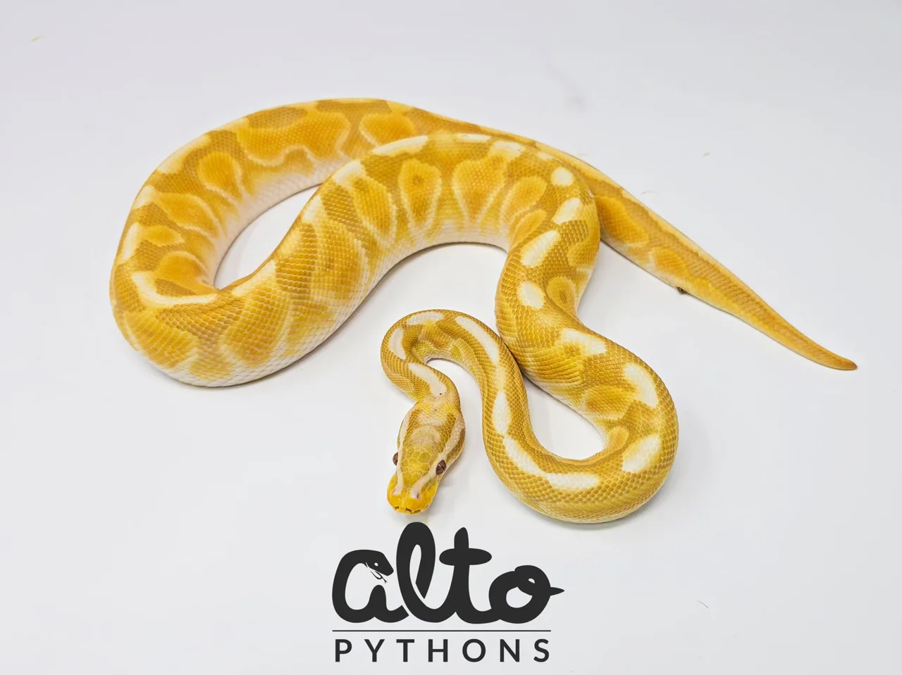 Pastel Enchi Cinnamon Rainbow Hypo - Royal Python