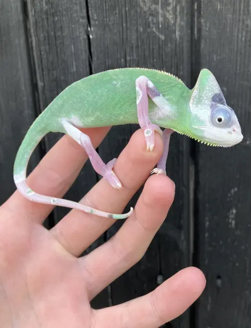 Pied females - Chameleon