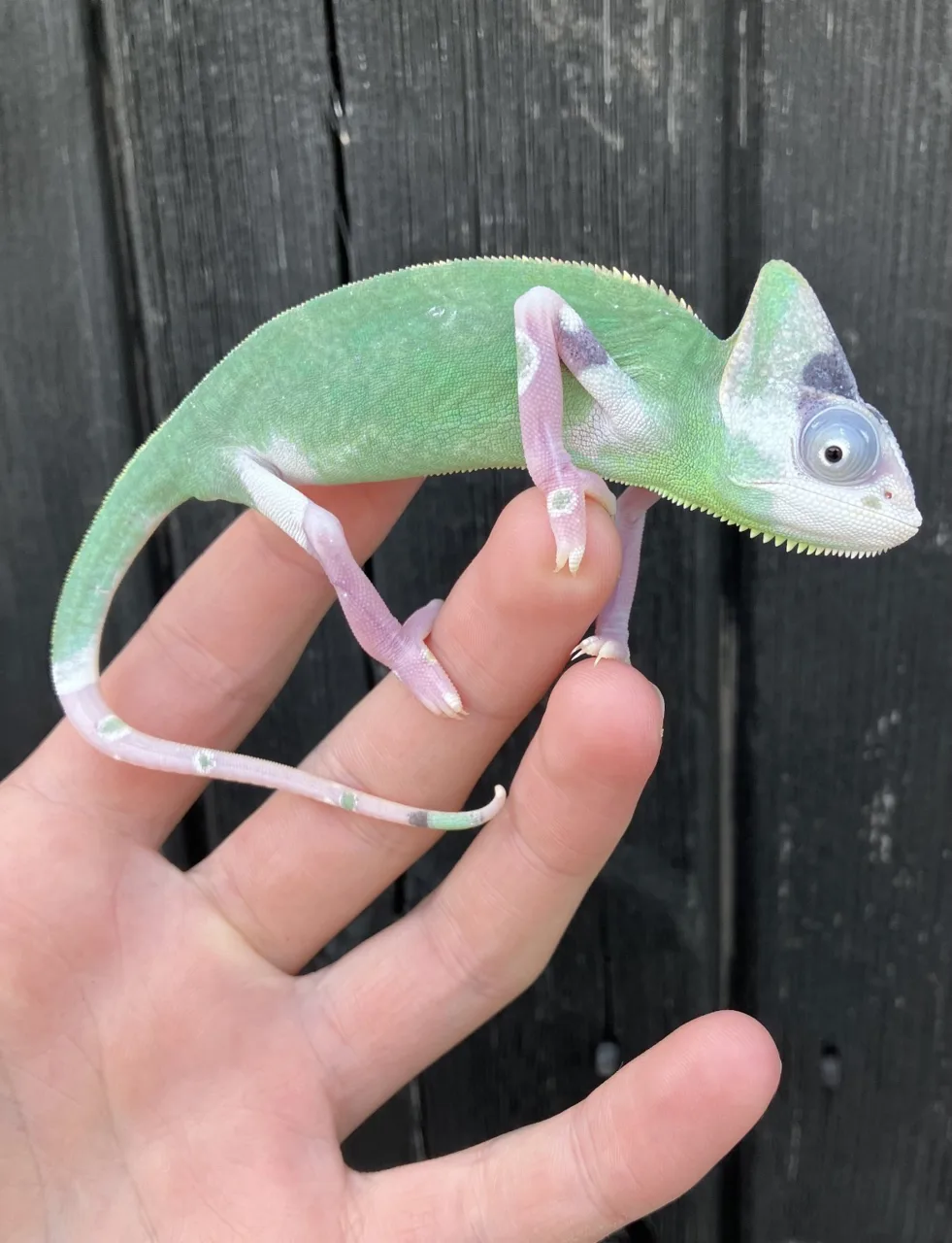 Pied females - Chameleon