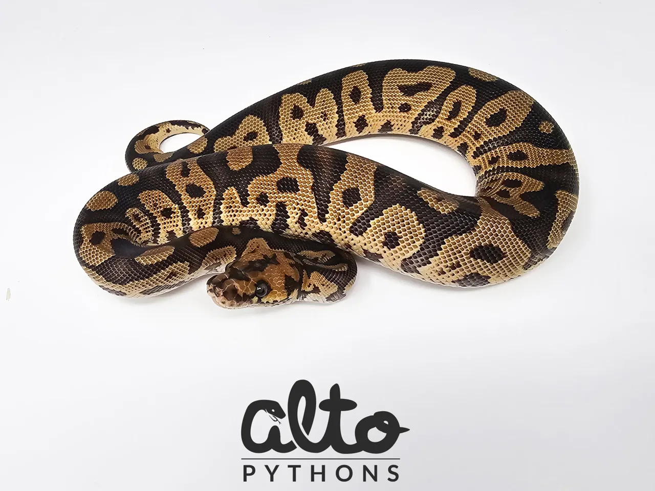 Confusion Clown - Royal Python