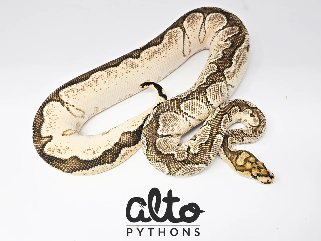 Amplify ODYB Clown - Royal Python