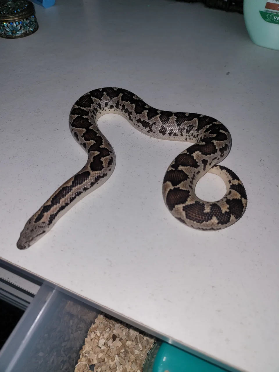 Cb23 rough scale - Sand Boa