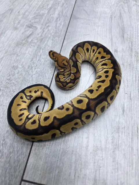 Clwon ph ultramel - Royal Python