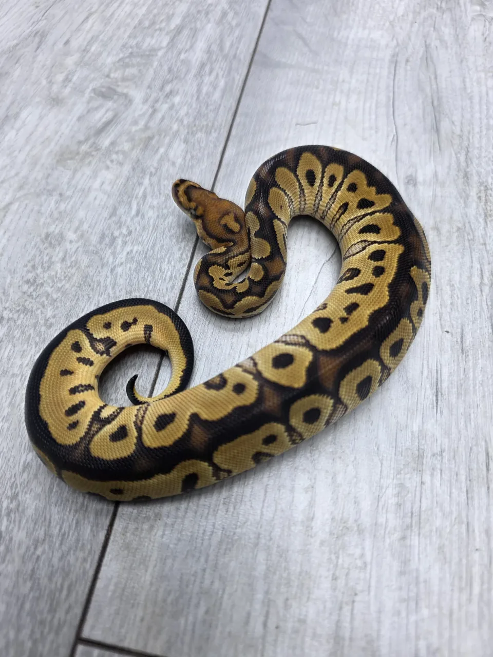 Clwon ph ultramel - Royal Python