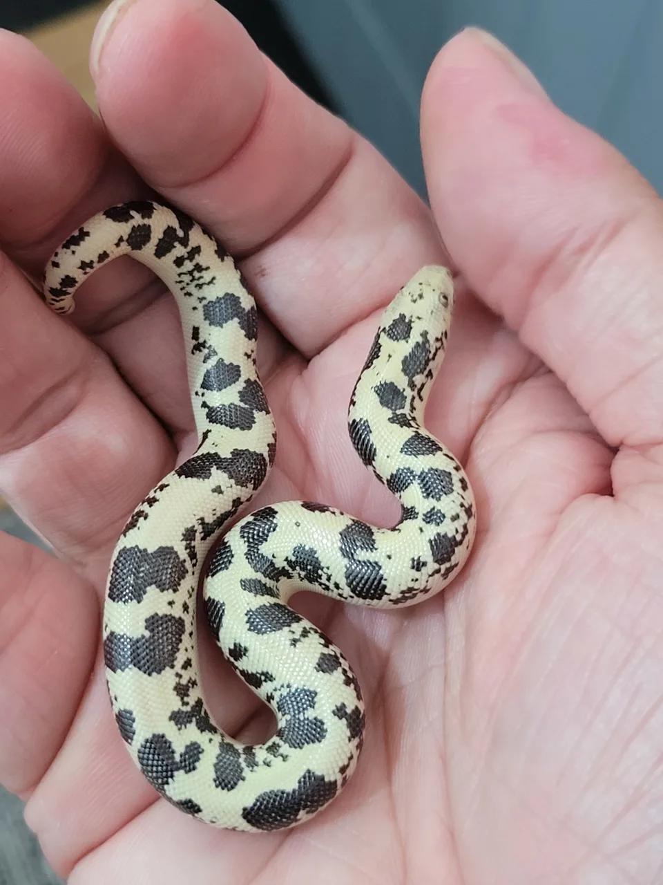 Cb26 canary dodoma - Sand Boa