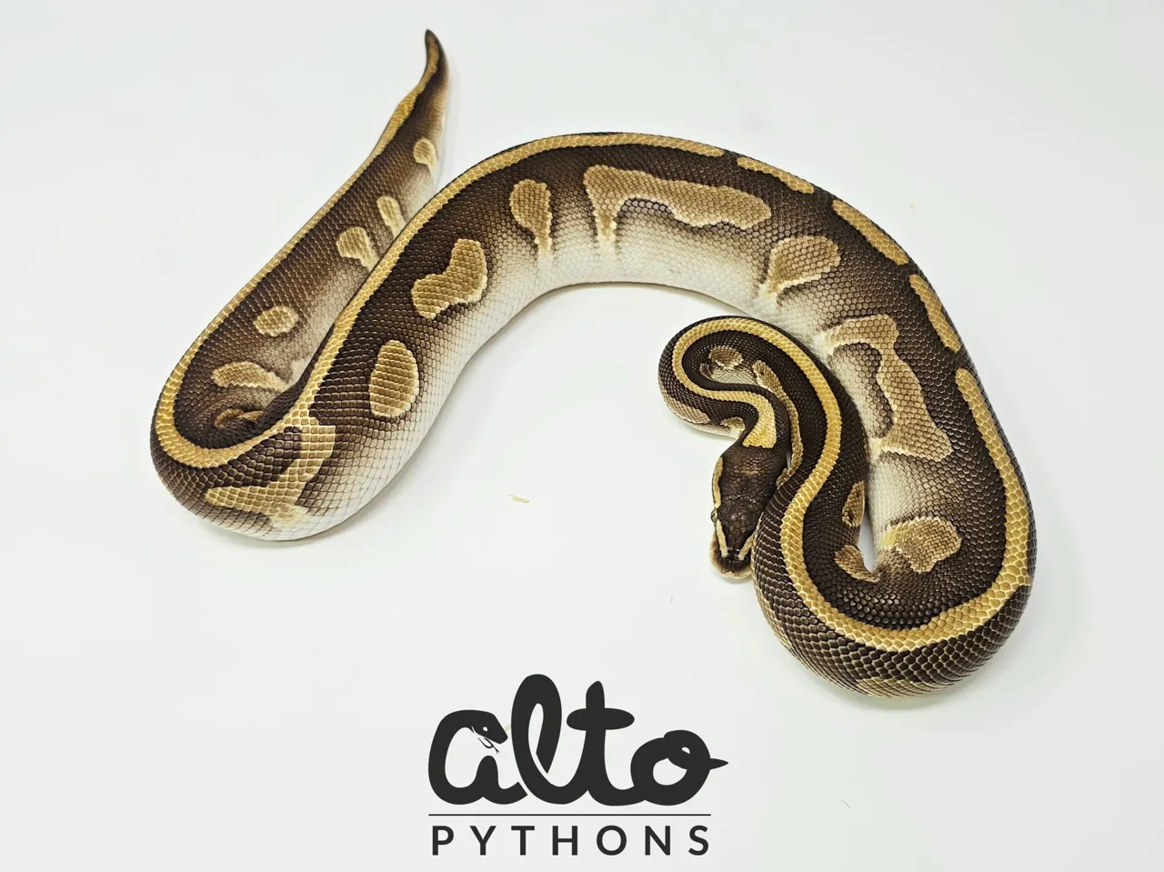 Lesser Leopard Wookie - Royal Python