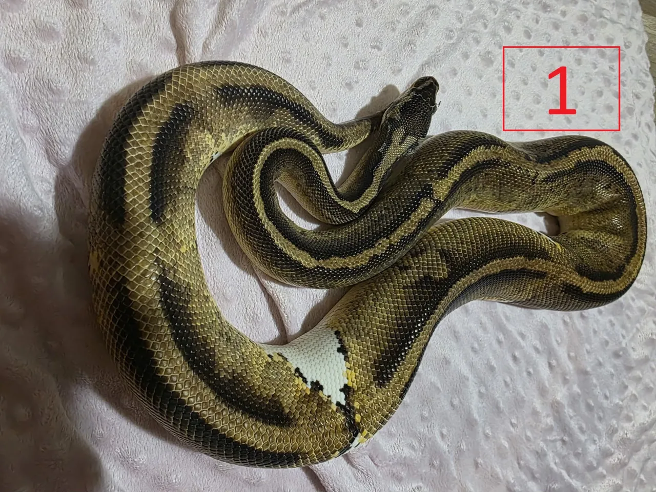 Pastel Pied - Royal Python
