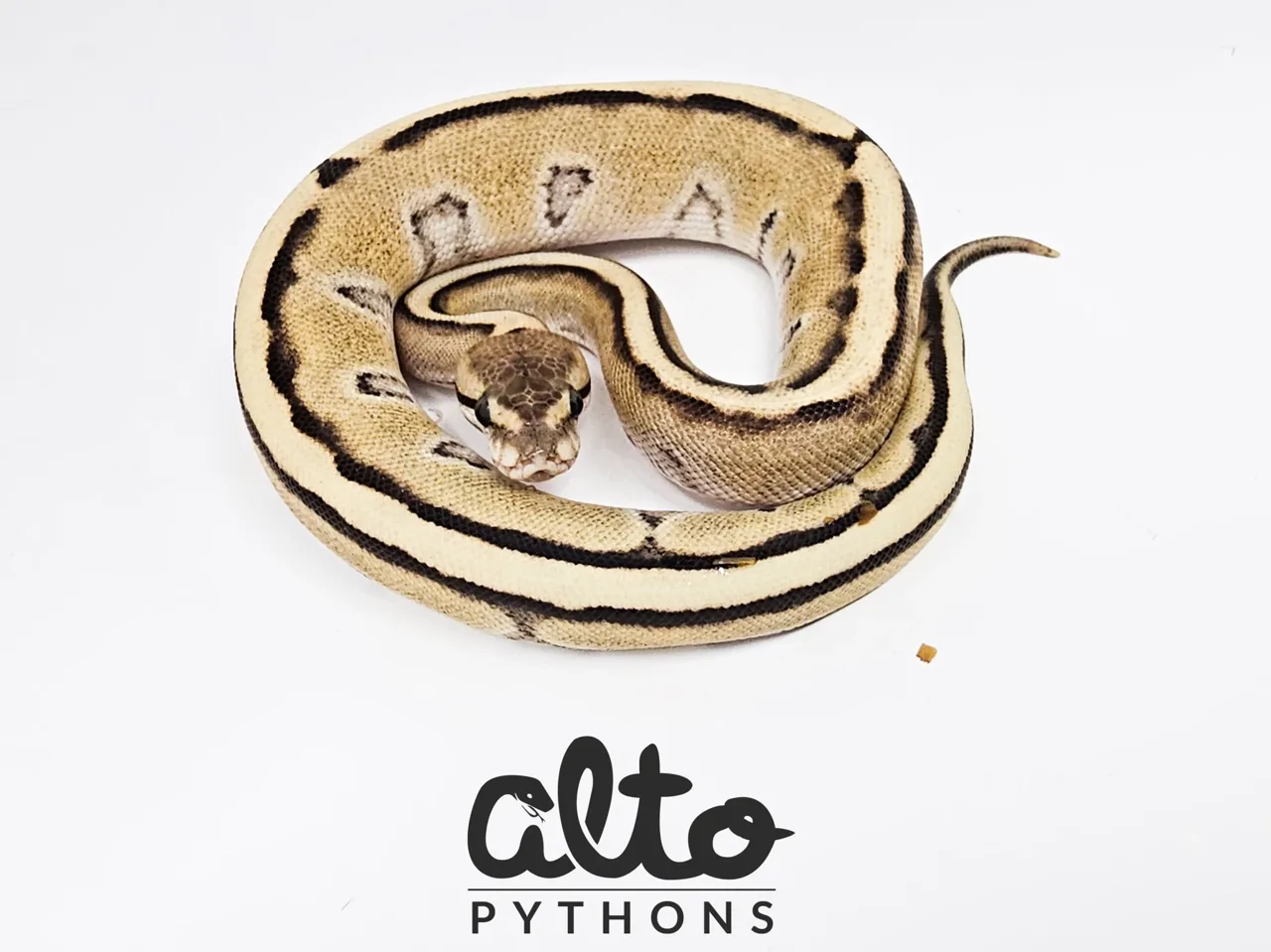 Desert Ghost Genetic Stripe - Royal Python, Photo 1 of 2