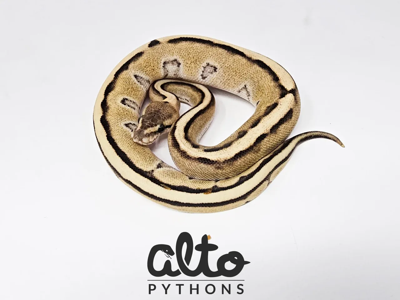 Desert Ghost Genetic Stripe - Royal Python, Photo 2 of 2