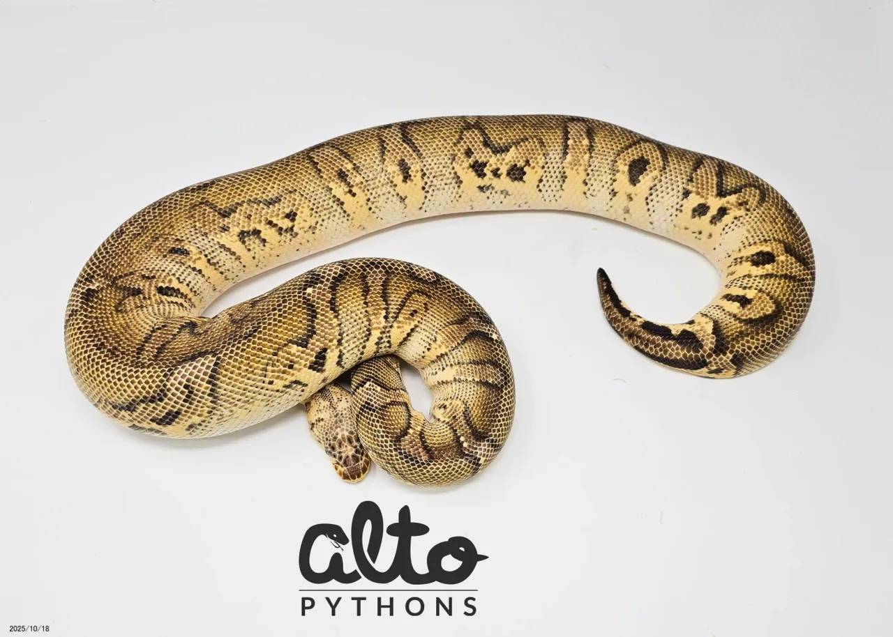 Adult Stranger Pastel Clown - Royal Python