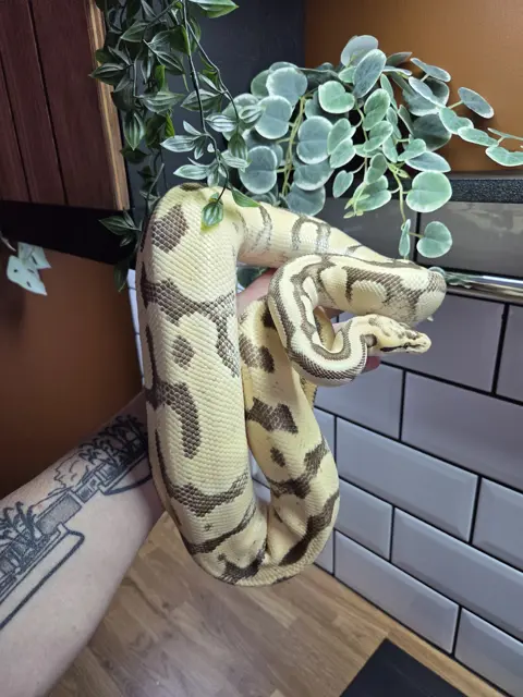 100% DH hypo clown. pastel fire/disco enchi yb - Royal Python