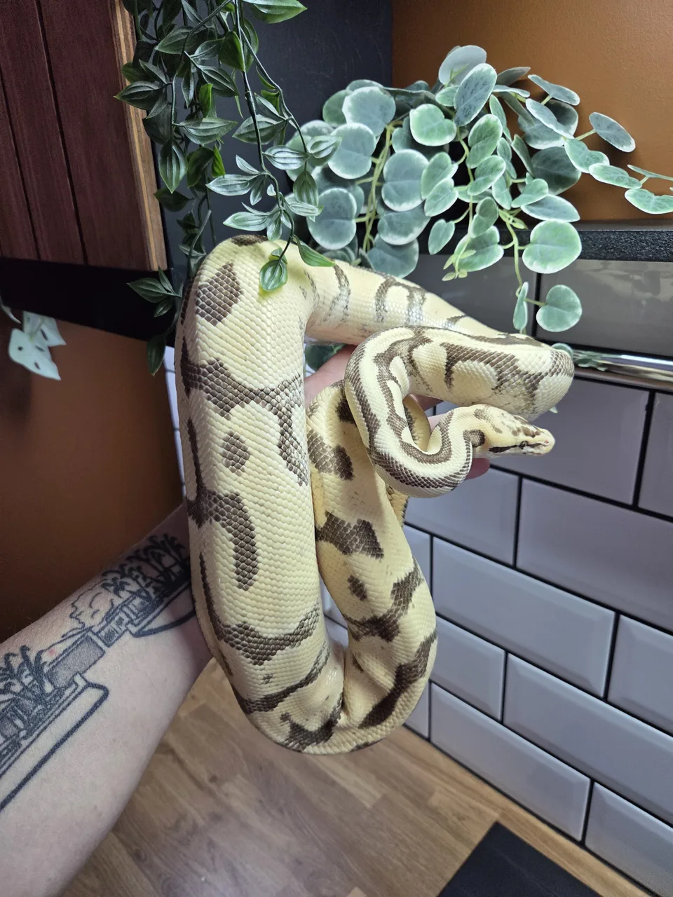 100% DH hypo clown. pastel fire/disco enchi yb - Royal Python