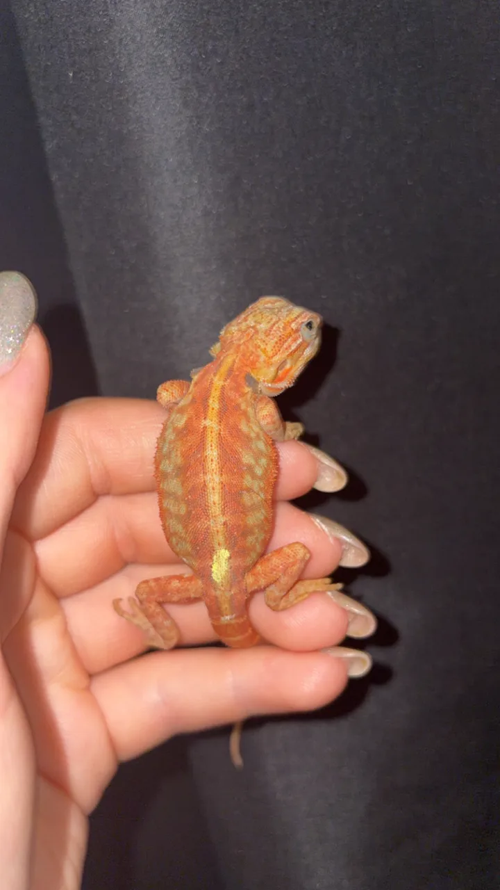 Hypo, translucent blue bars - Bearded Dragon