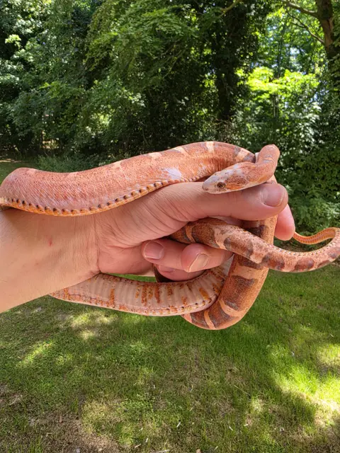 Med pied scaleless bloodred het hypo 50% het amel anery - Corn Snake