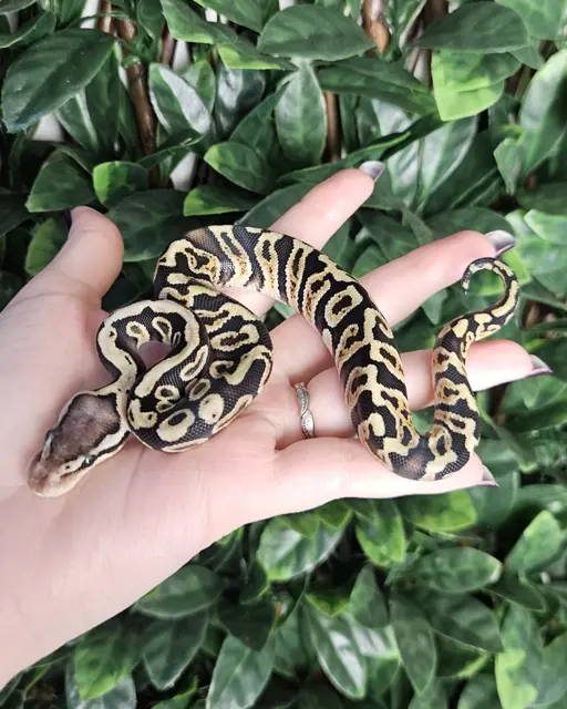 Pastel GHI double het Desert Ghost Clown 66% het Axanthic - Royal Python