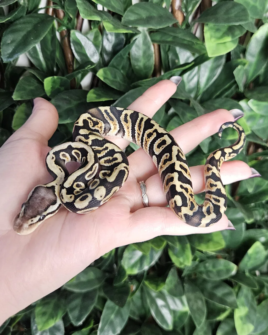 Pastel GHI double het Desert Ghost Clown 66% het Axanthic - Royal Python