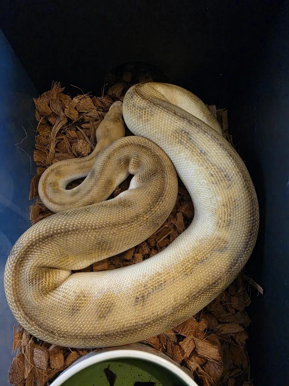 Champagne clown 100% het hypo - Royal Python