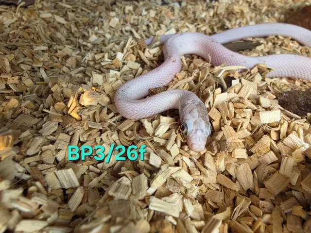 Caramel palmetto het amel het motley - Corn Snake