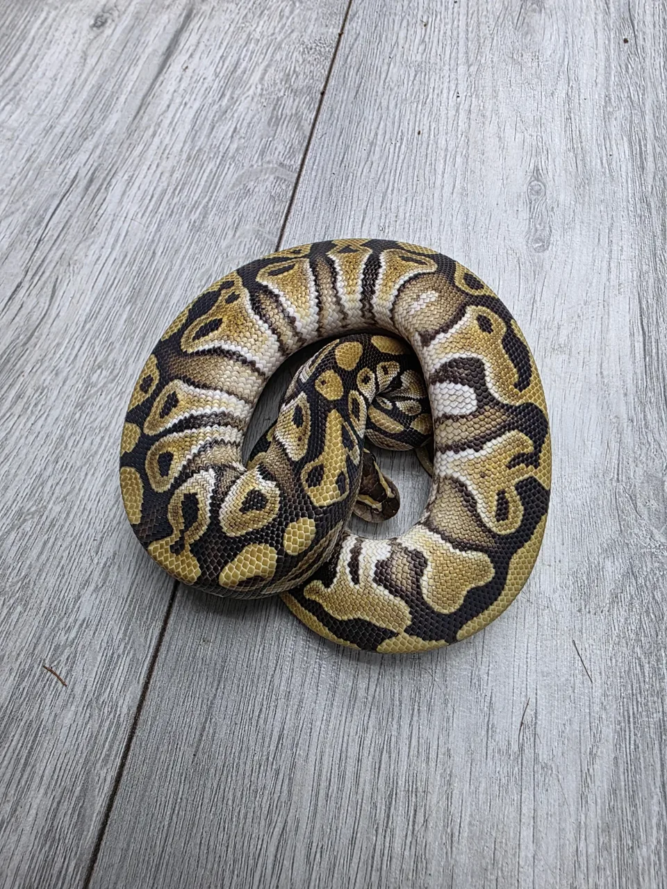 Mojave dh hypo puzzle - Royal Python