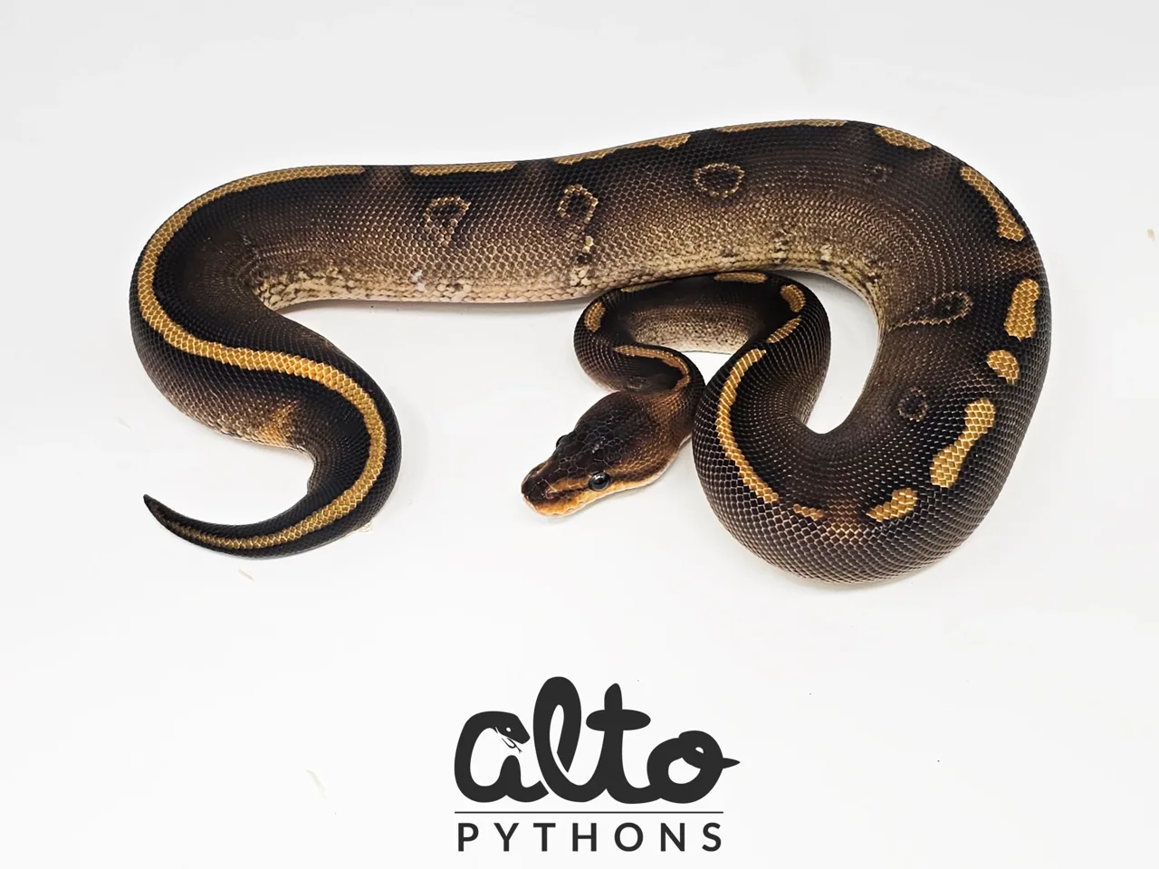 GHI Super Wookie - Royal Python