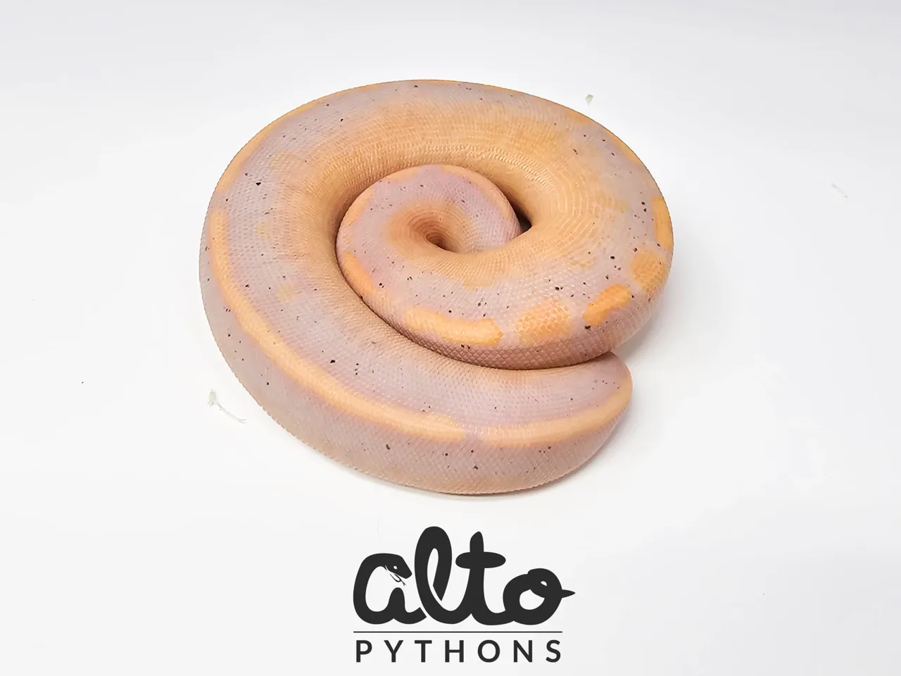 GHI Banana Super Wookie - Royal Python