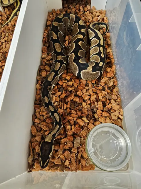 Norma the Normal - Royal Python
