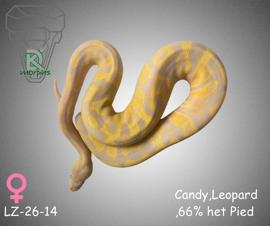 Candy-Leo 66% het Pied - Royal Python