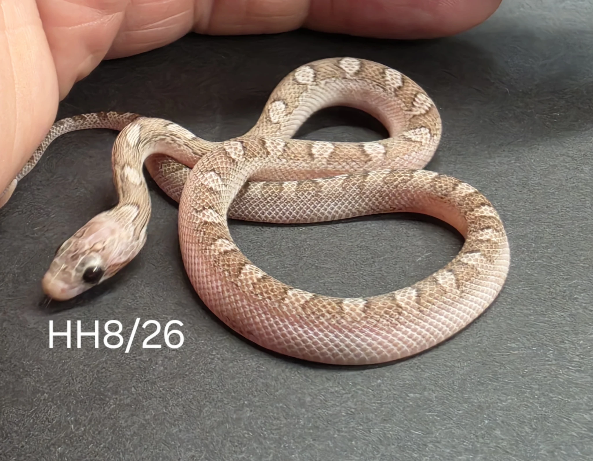 Hypo  charcoal bloodred extreme piedside 66% het amel 66%het anery - Corn Snake