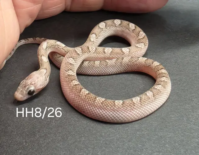 Hypo charcoal bloodred extreme piedside 66% het amel 66%het anery - Corn Snake