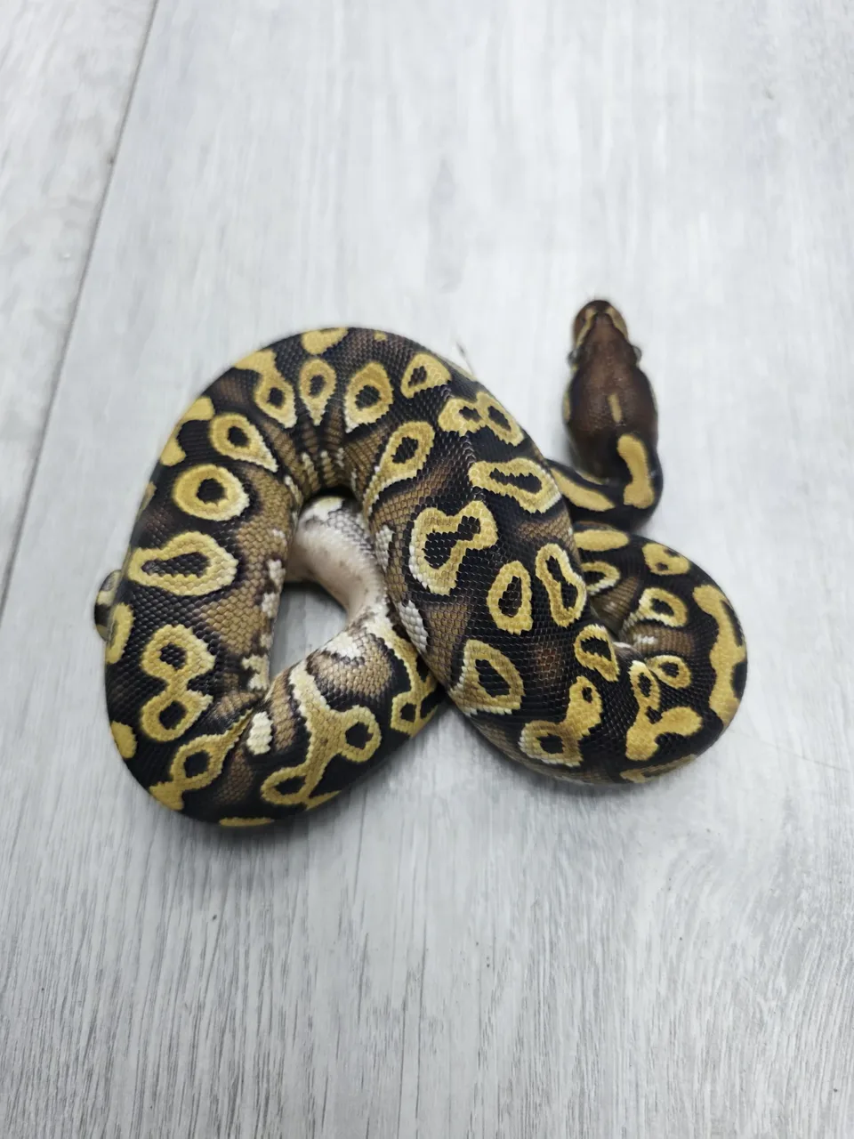 Mojave pos yellow belly het monsoon - Royal Python