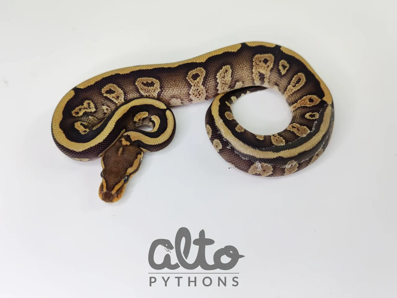 Enchi Fire Wookie het Clown - Royal Python, Photo 2 of 2