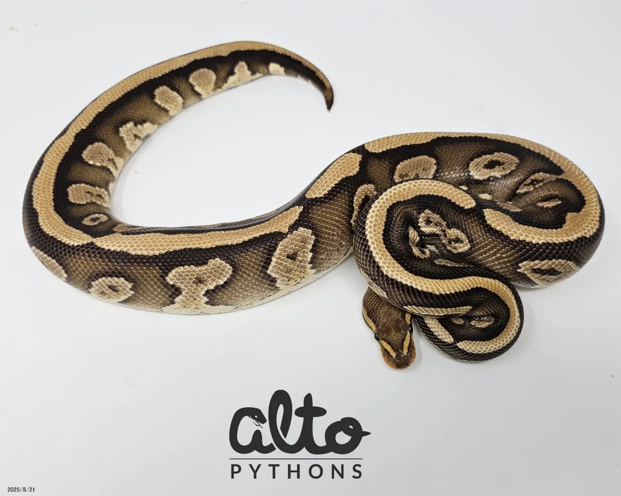 Enchi Fire Wookie het Clown - Royal Python, Photo 1 of 2
