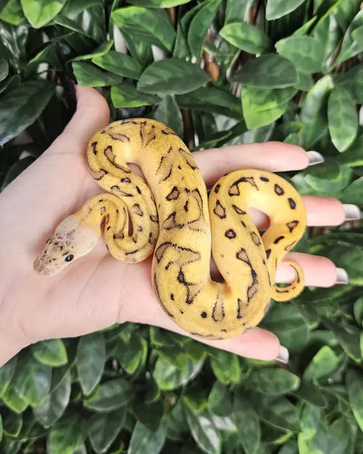 Pastel Genetic Stripe Clown - Royal Python