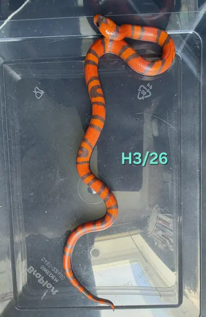 Extreme hypo aberrant het anery 50% het amel - Milk Snake