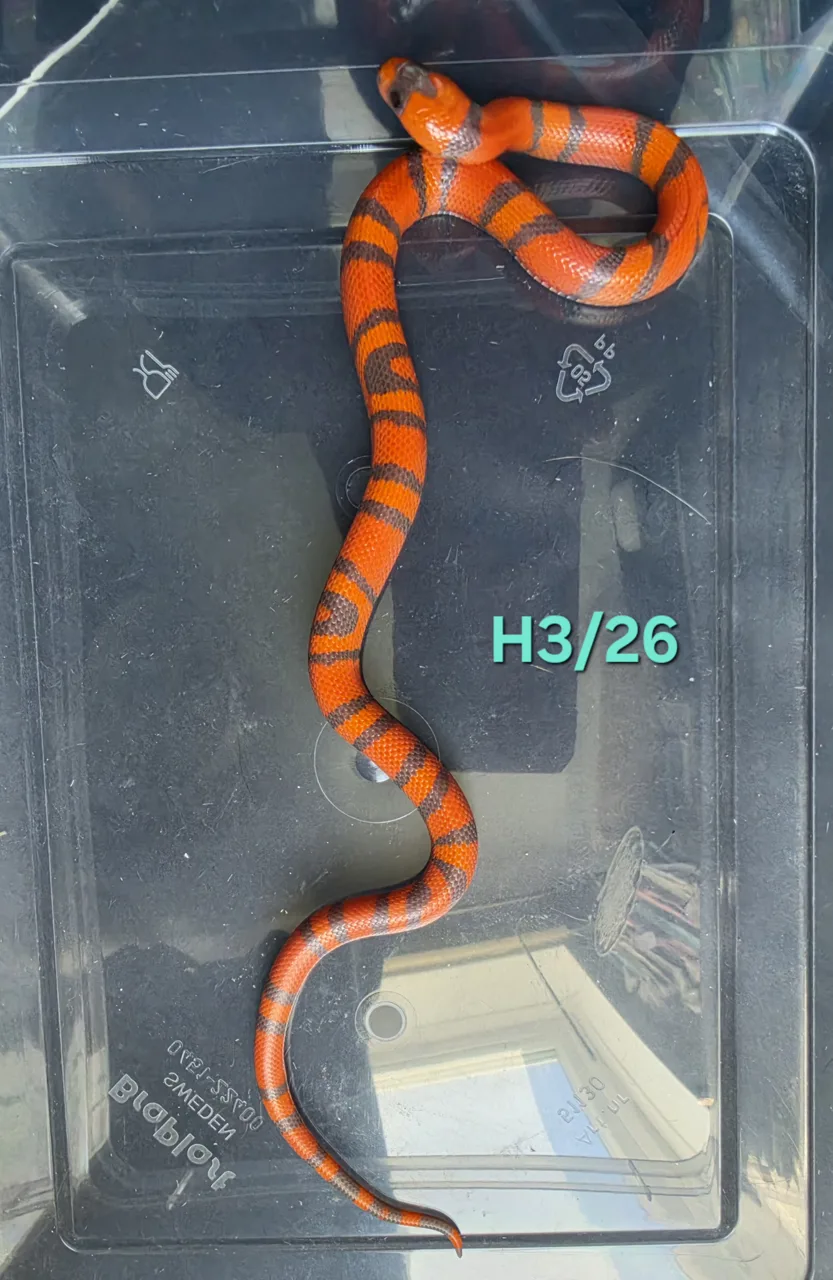 Extreme hypo aberrant het anery 50% het amel - Milk Snake