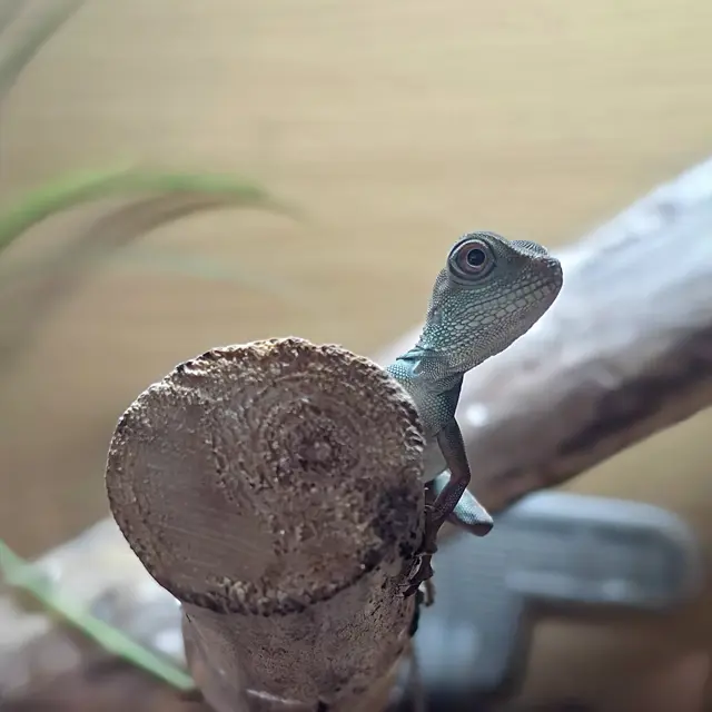 Baby Chinese Water dragons - Other Lizard