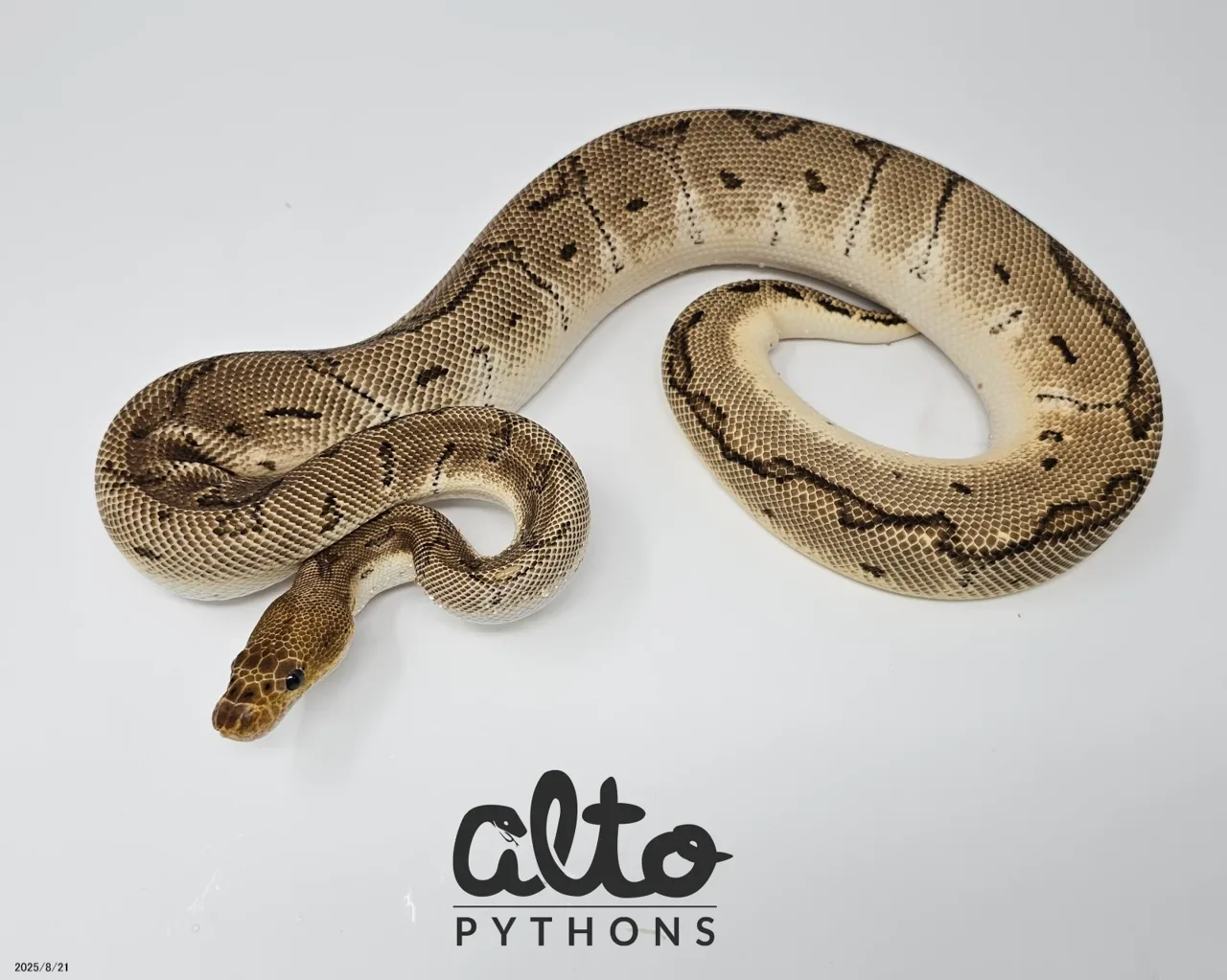 Pinstripe Clown - Royal Python, Photo 1 of 2
