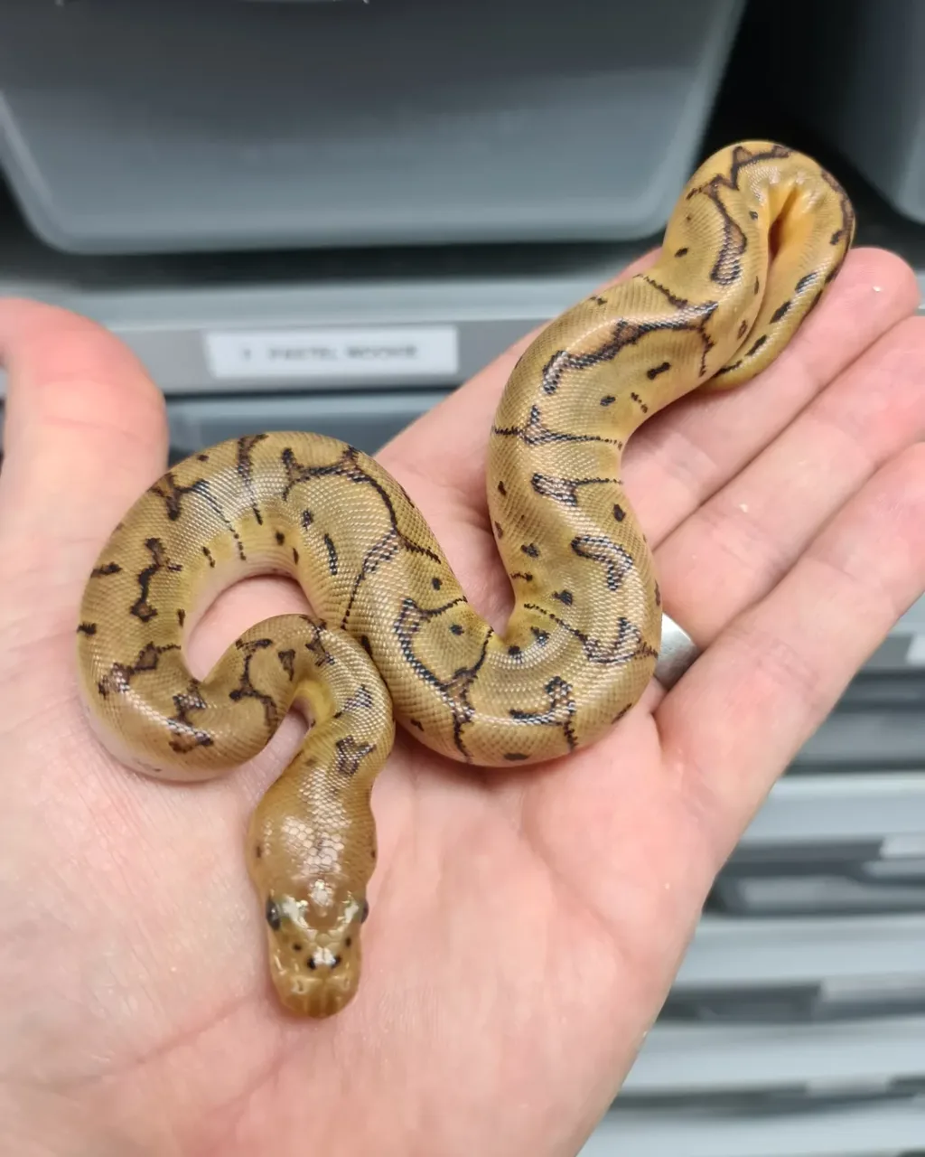 Pinstripe Clown - Royal Python, Photo 2 of 2