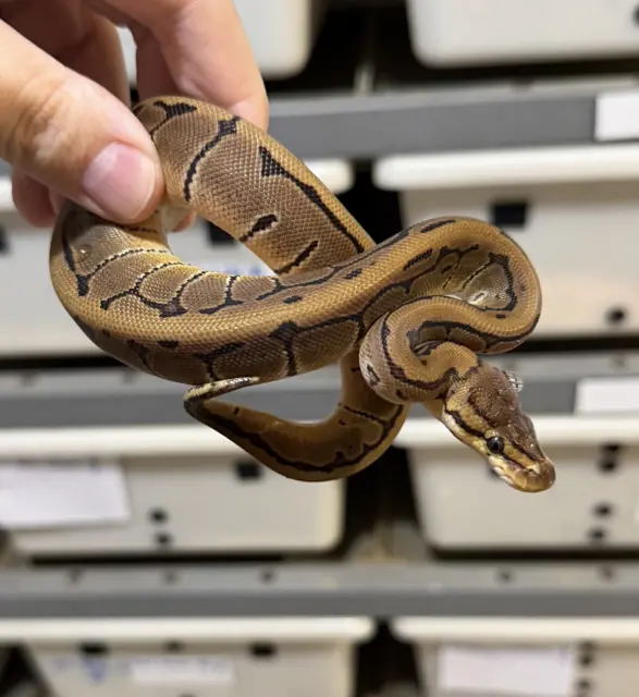 1.1 Quad Het VPI DG Clown Pied 50% Hwt GStripe - Royal Python