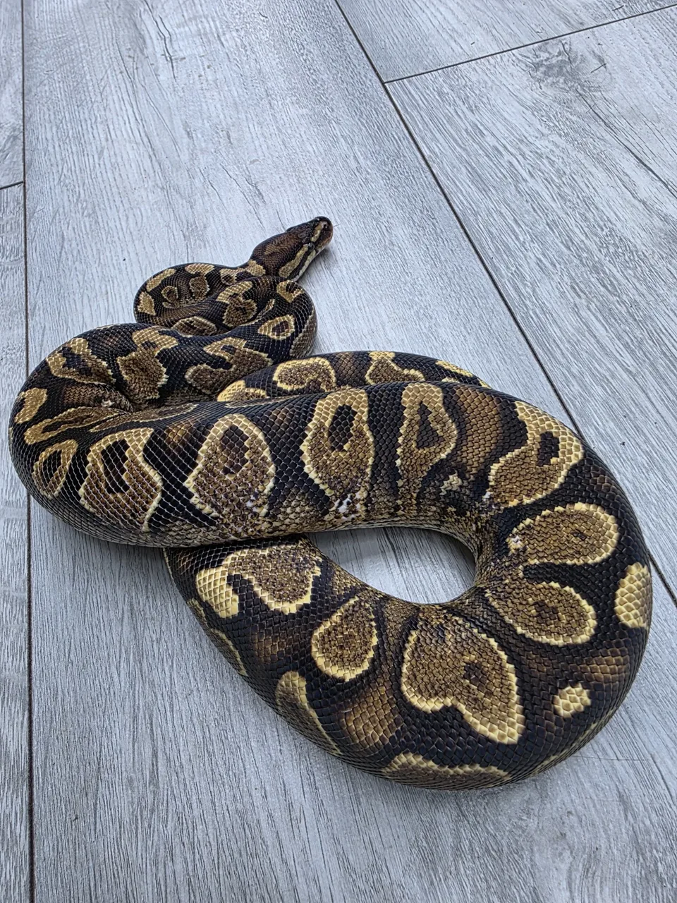 Calico yellow belly ph sunset ph clown ph ultramel - Royal Python, Photo 2 of 2