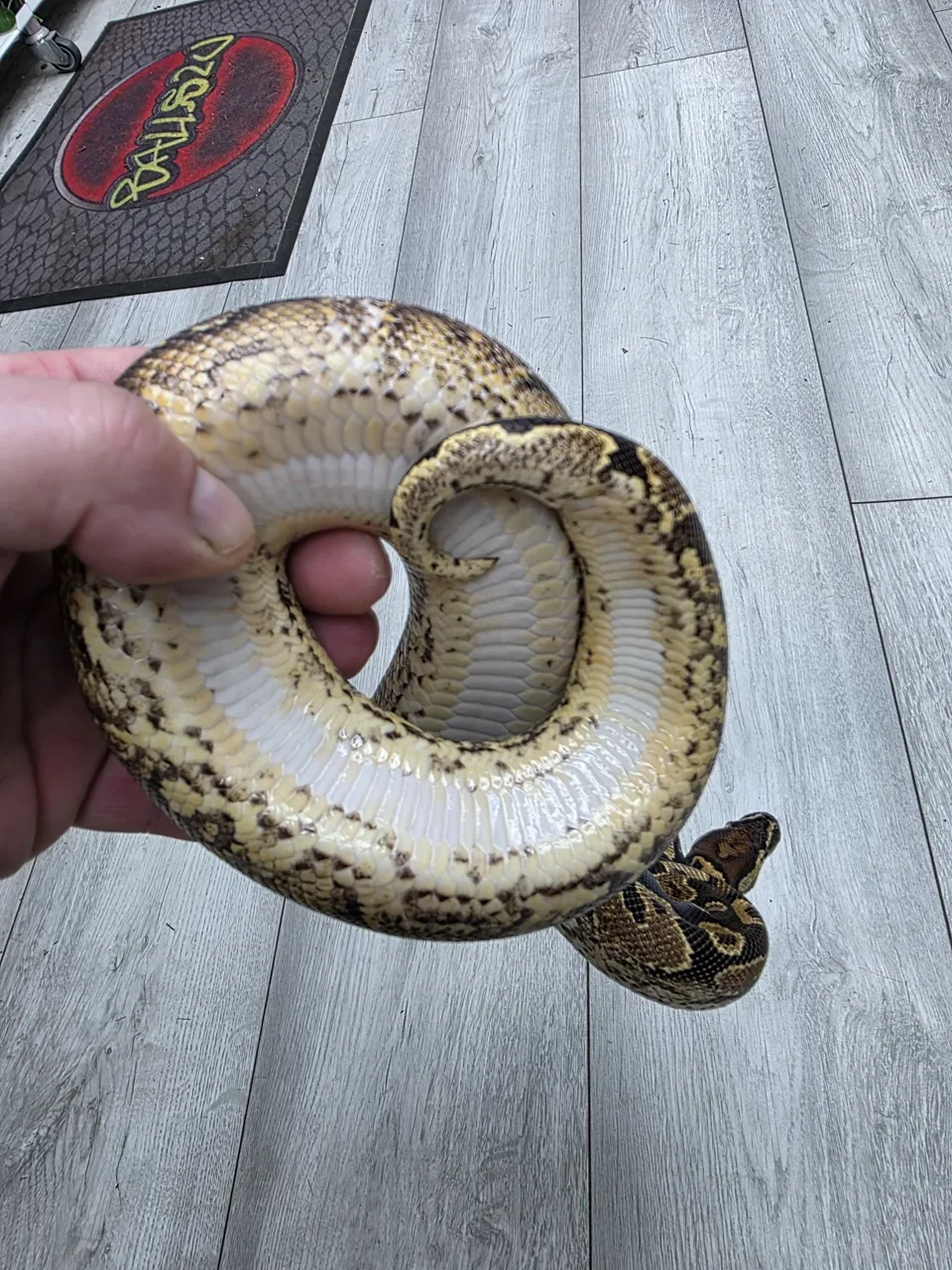 Calico yellow belly ph sunset ph clown ph ultramel - Royal Python, Photo 1 of 2
