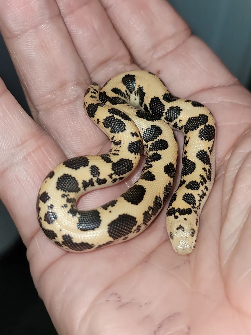 Cb26 dodoma cross - Other Boa