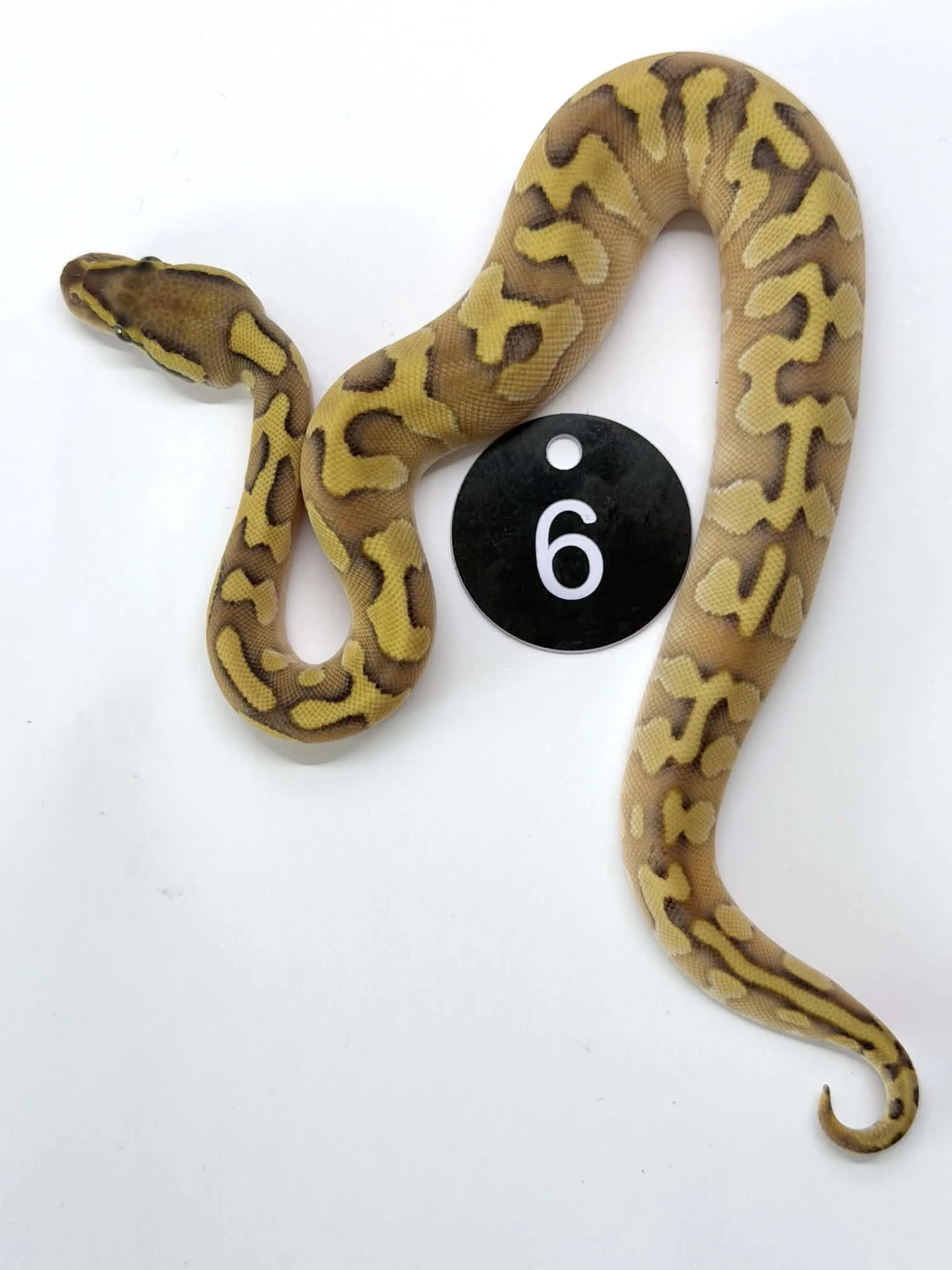Lesser Enchi Poss calico - Royal Python