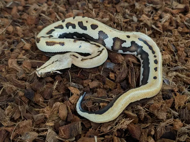 2026 Female CBE Stripe Goldeneye het T+ Albino - Short-Tailed Python