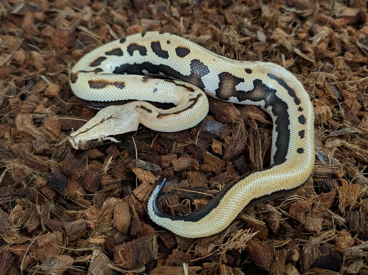 2026 Female CBE Stripe Goldeneye het T+ Albino - Short-Tailed Python