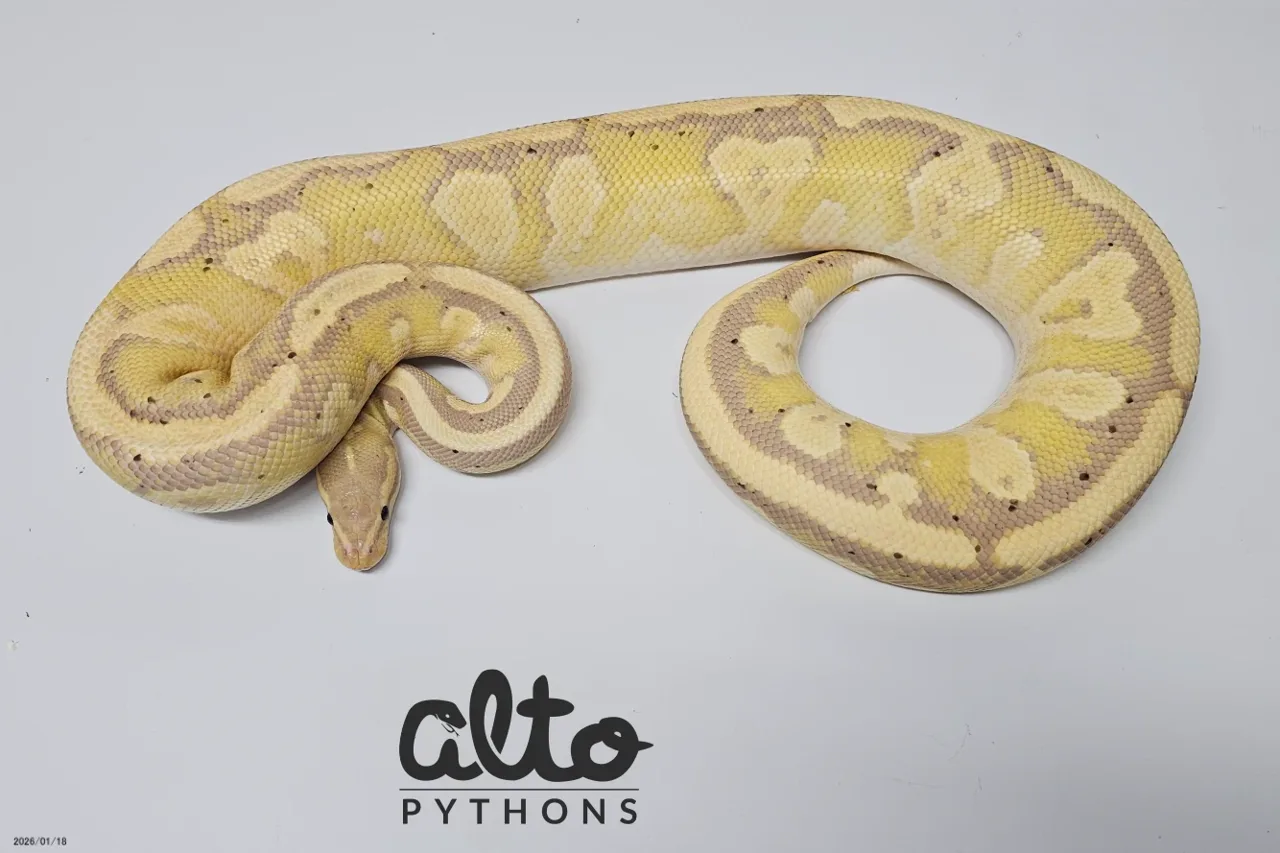 Coral Glow Enchi Fire Wookie het Clown - Royal Python, Photo 1 of 2